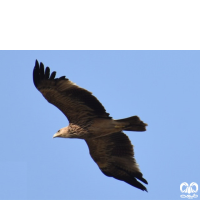 گونه عقاب شاهی Eastern Imperial Eagle